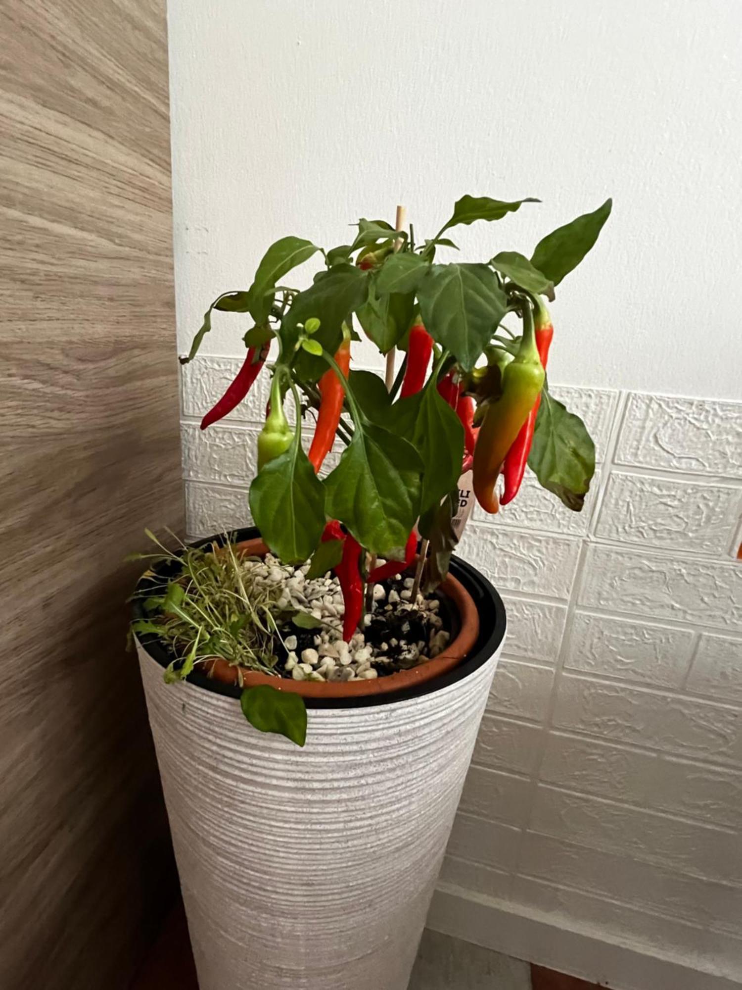 Apartmán Olivova Praha